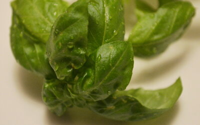 Alles &uuml;ber Kr&auml;uter