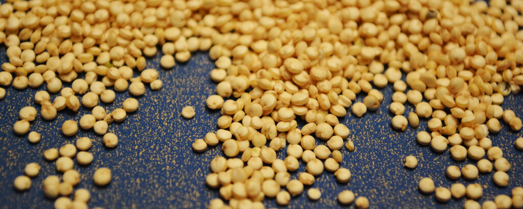 Ihr k&ouml;nnt Quinoa im Bioladen, Reformhaus oder im Internet kaufen.