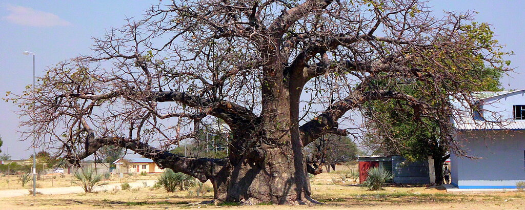 Der m&auml;chtige Baobab-Baum &ndash; das Sinnbild der afrikanischen Savanne. Dieser Baum steht in Namibia.