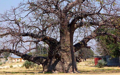 Baobab &ndash; die afrikanische Superfrucht