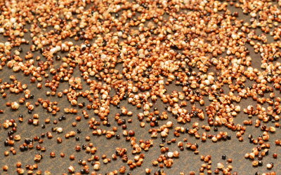 Canihua - das eisenreiche Korn