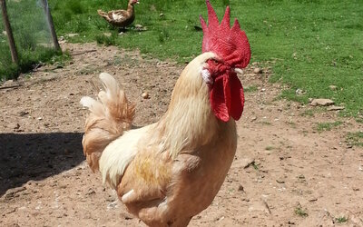 Alternativen f&uuml;r Eier