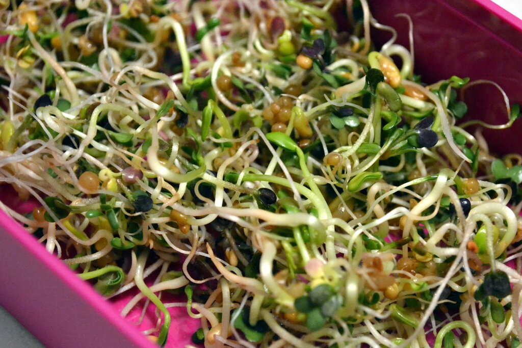 Und nach etwa einer Woche k&ouml;nnt ihr eure Keimlinge aus dem Glas befreien und GENIE&szlig;EN!