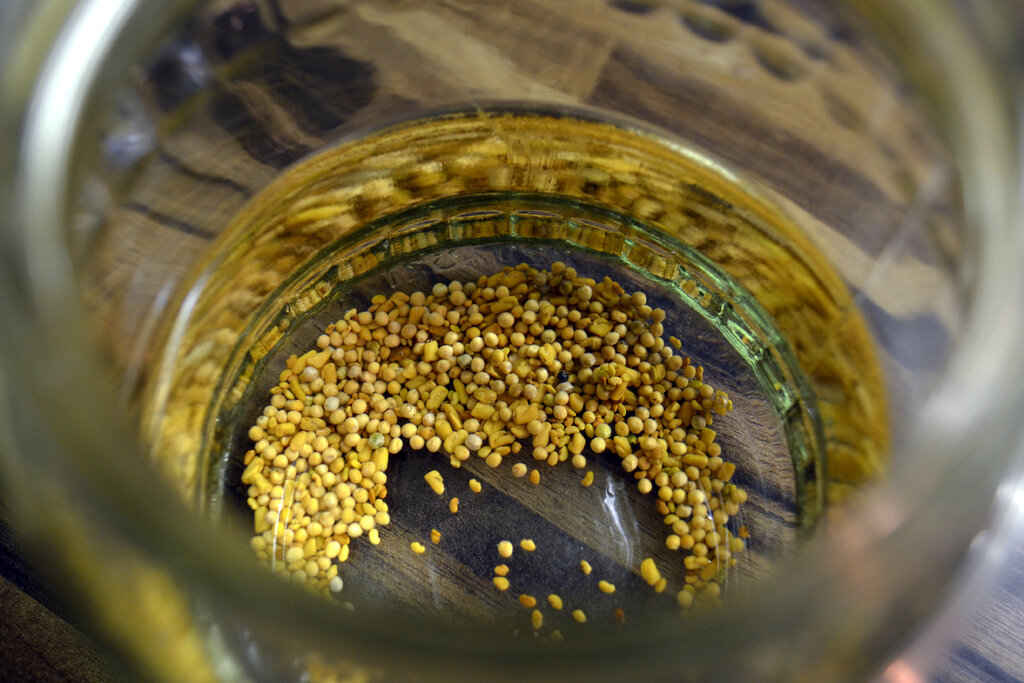 Dann sp&uuml;lt ihr die Keimlinge mit Wasser...