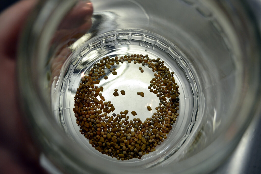 Nun sch&uuml;ttet ihr eure Keimlinge in das Glas - aber Achtung: Nicht zu viele, ein bis zwei Teel&ouml;ffel reichen.