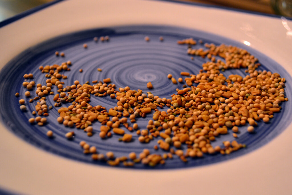 Hier sieht ihr die Keimlinge noch mal in einer Detailansicht.