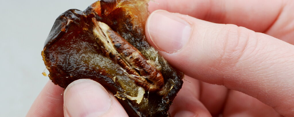 So sehen Medjoul-Datteln von innen aus. In der Mitte seht ihr den Kern.