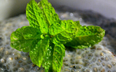 Chia-Pudding